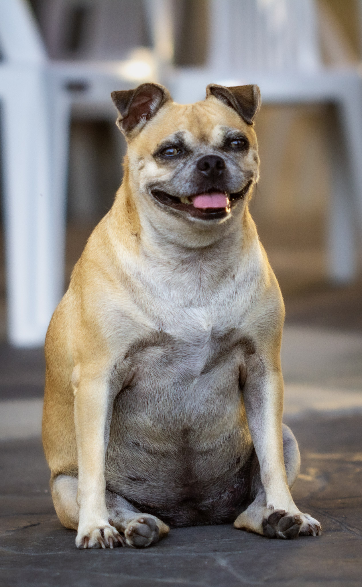 Tan dog sitting and smiling for a portrait