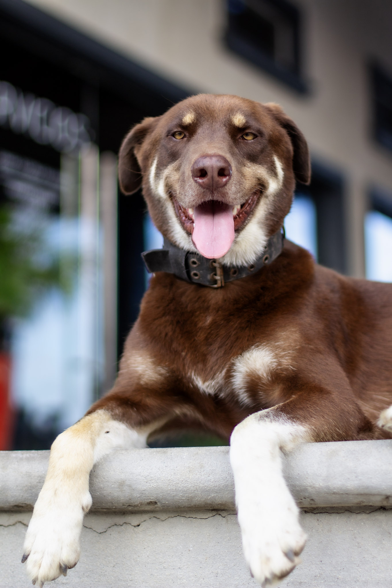 Brown dog smiling on the steps, photographed by Julie St-Louis
