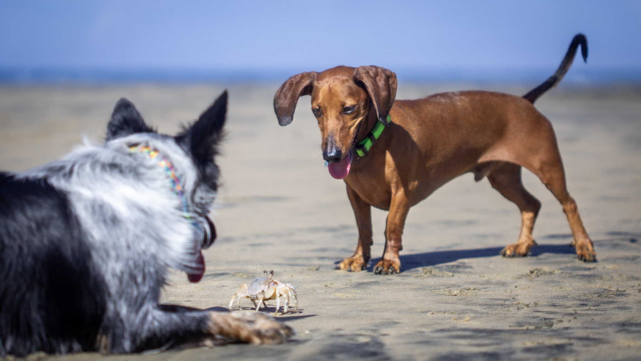 Small brown dog playing with a black and white dog on the beach
