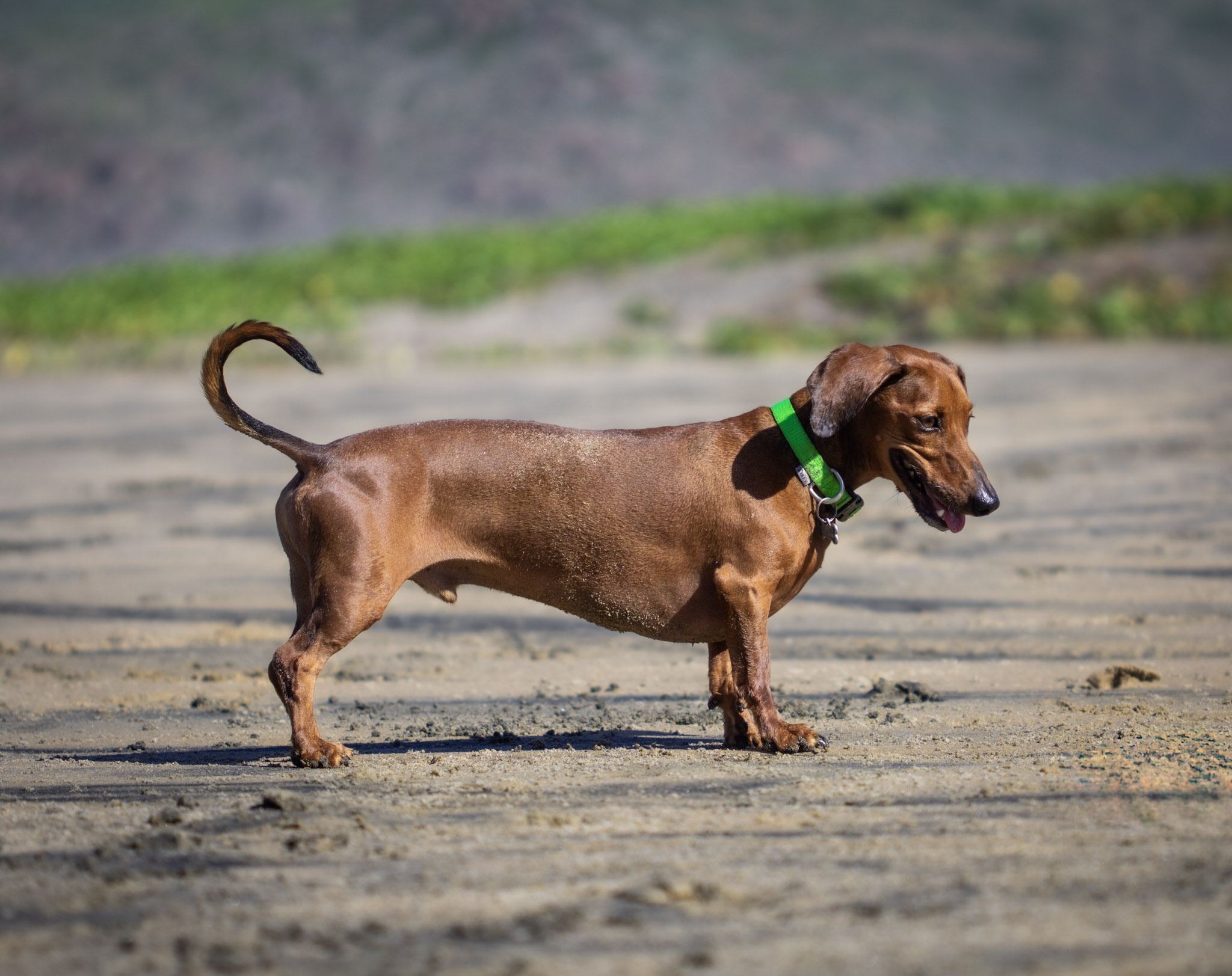 Small brown dog running on the sand