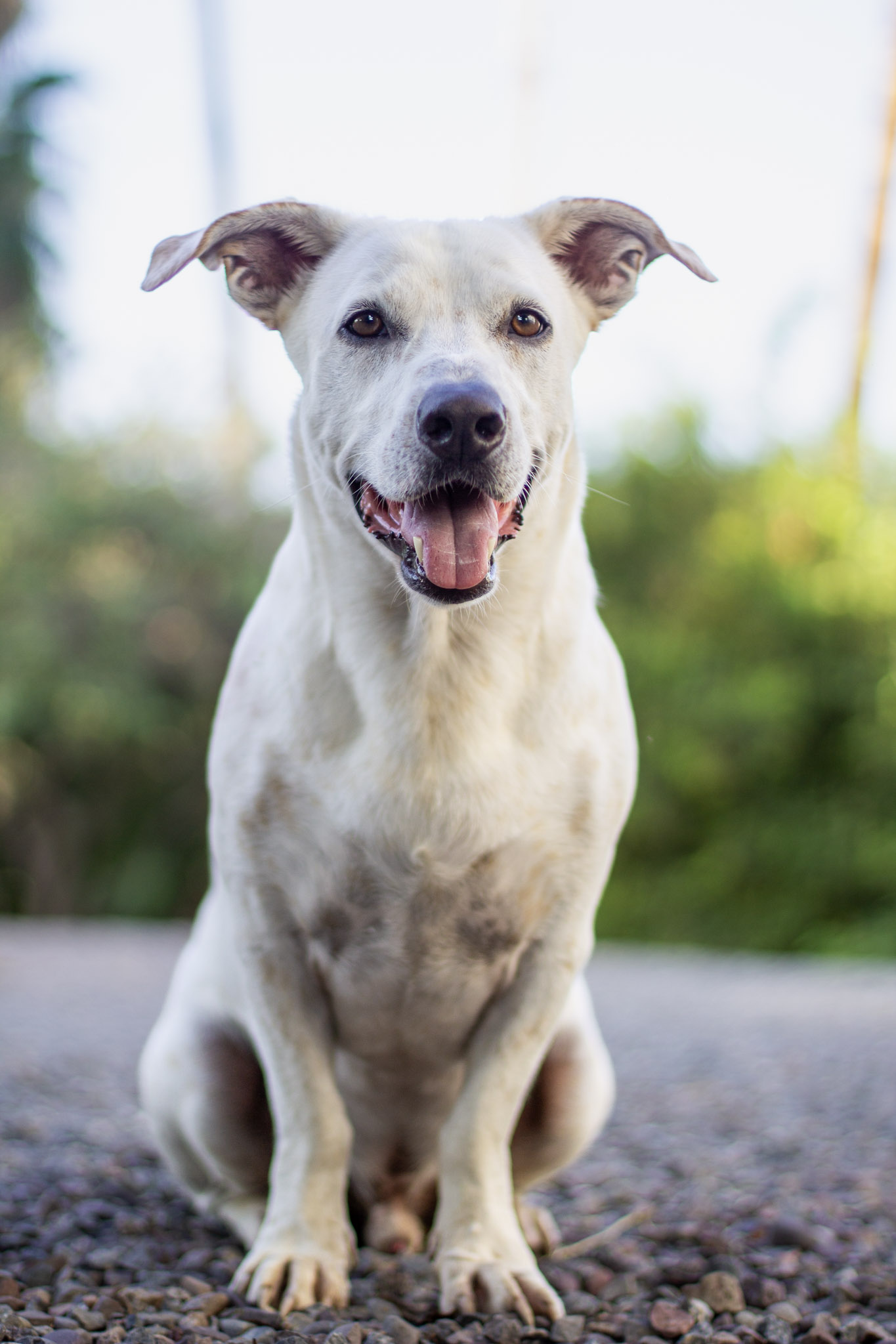 White dog sitting and smiling