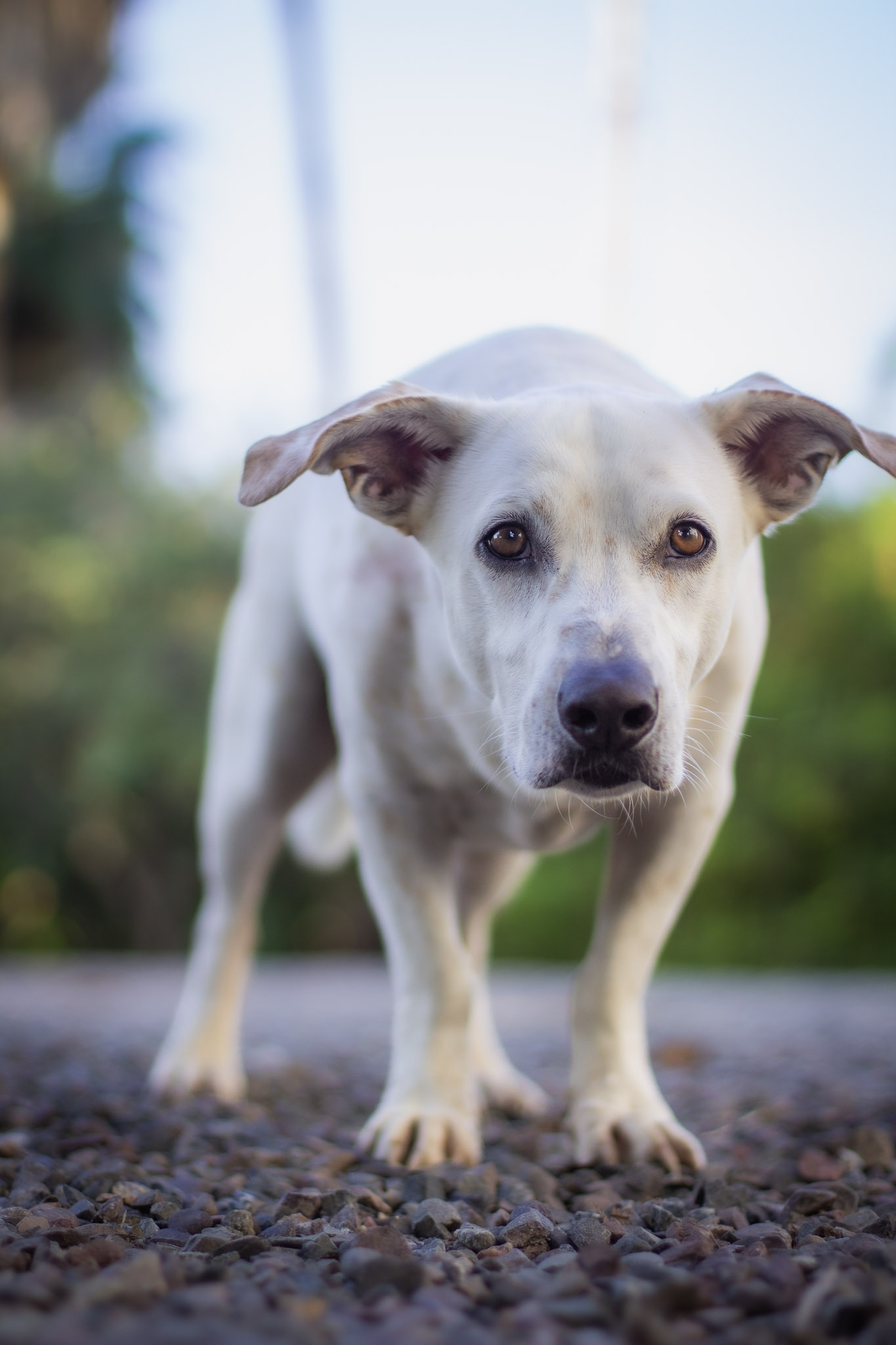 White dog walking toward the camera
